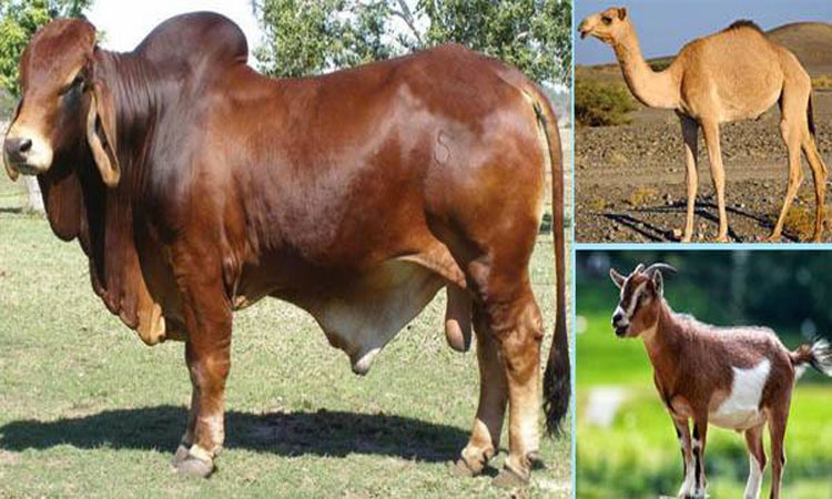 কুরবানির শরয়ী বিধান