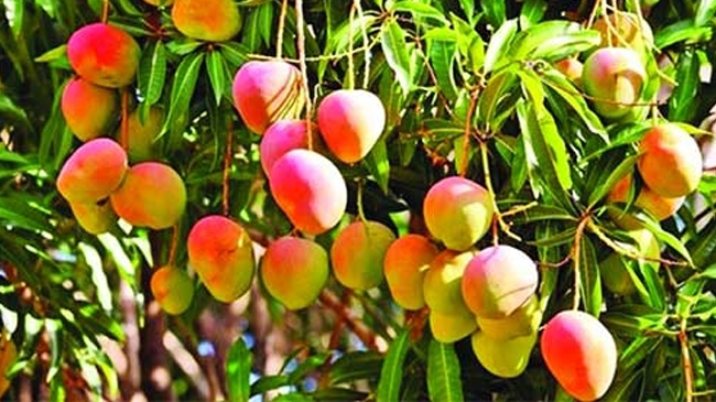 ১২ মাস কি আম চাষ করা সম্ভব?