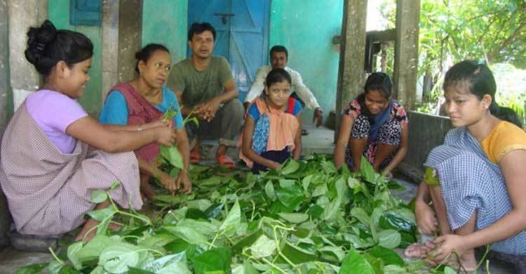  ভরা মৌসুমেও উৎপাদন কম খাসিয়া পানের, বিপাকে চাষিরা