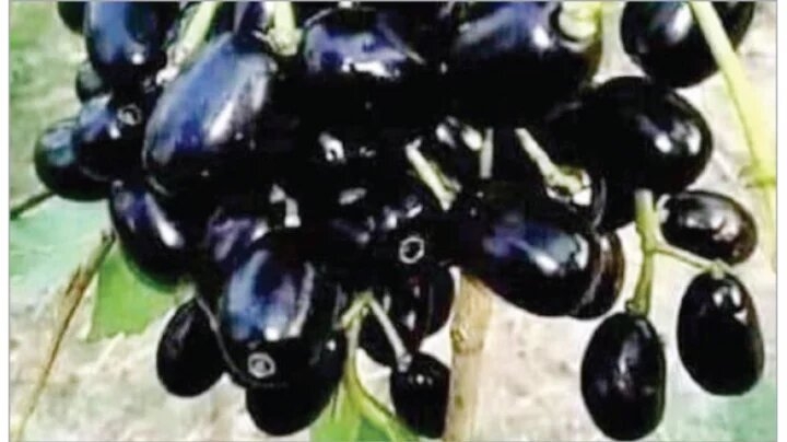 জেনে নিন জাম খাওয়ার ৯ উপকারিতা