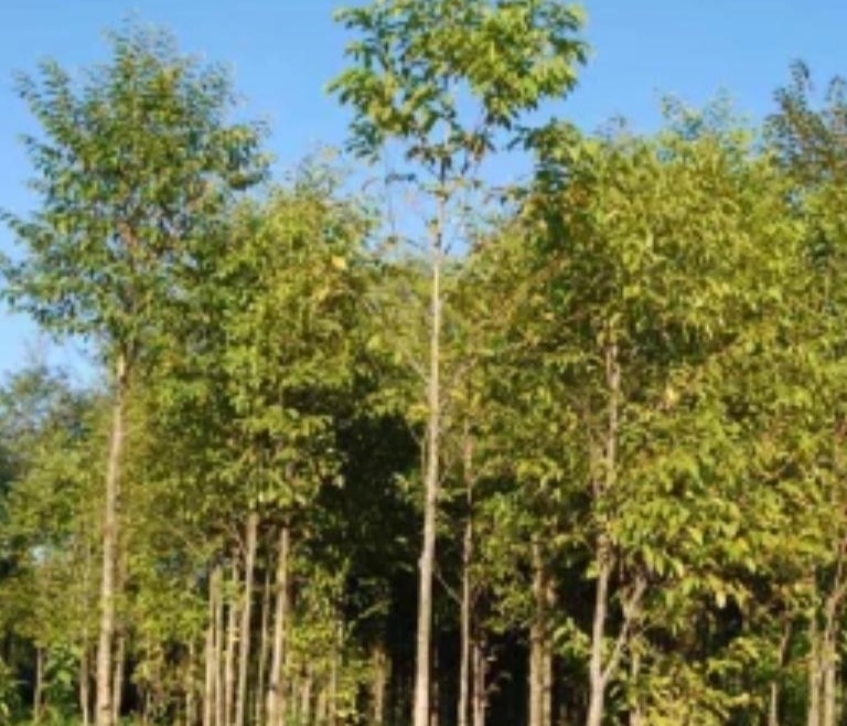 আগর ও আতর শিল্পের উজ্জ্বল সম্ভাবনা
