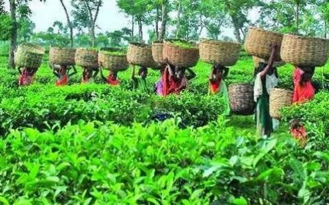 আজ আন্তর্জাতিক চা দিবস 