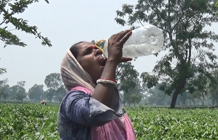 দাবদাহে বিপর্যস্ত শ্রীমঙ্গল: চা-শ্রমিক থেকে শিক্ষার্থী সবাই তীব্র গরমে ক্লান্ত