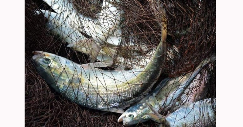 শনিবার মধ্যরাত থেকে ২২ দিন মেঘনায় মাছ ধরা বন্ধ