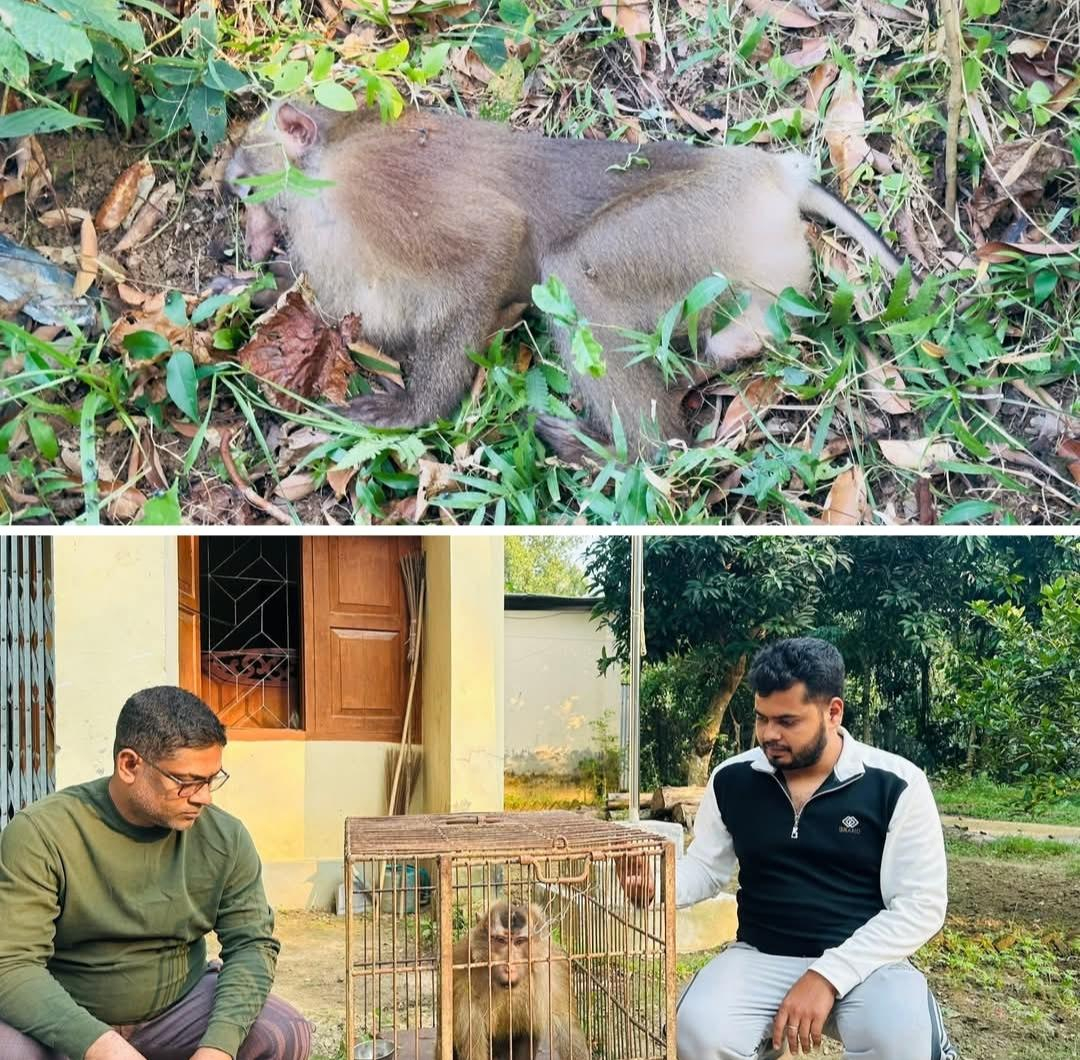 শ্রীমঙ্গলে আহত উলটোলেজি বানর উদ্ধার