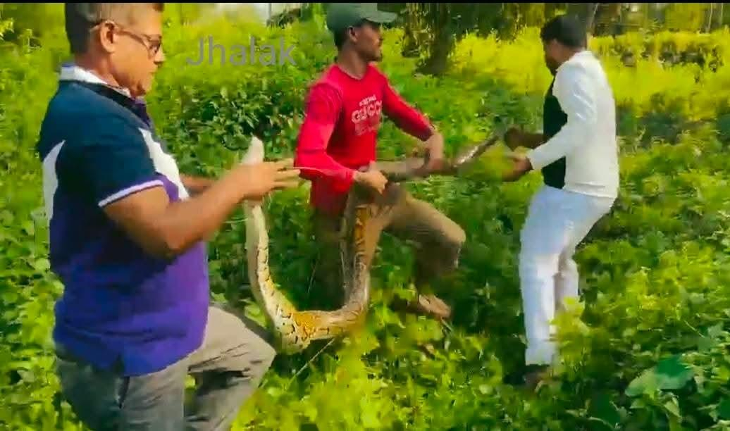 শ্রীমঙ্গলে দেওয়ালের উপর থেকে ২০ কেজি ওজনের অজগর উদ্ধার