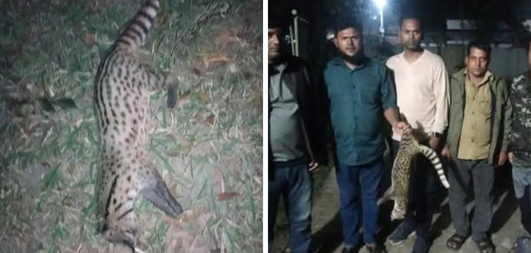 শ্রীমঙ্গলে সড়ক দুর্ঘটনায় বিরল প্রজাতির প্রাণী গন্ধগোকুলের মৃত্যু