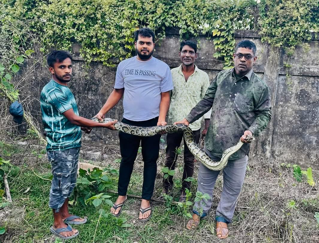 শ্রীমঙ্গলে পাঁচ দিনের ব্যবধানে তিনটি অজগর সাপ উদ্ধার