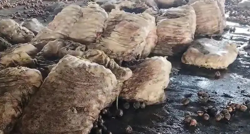 রপ্তানি বন্ধ, বাংলাদেশ সীমান্তে পচছে ৩০ হাজার টন ভারতীয় পেঁয়াজ