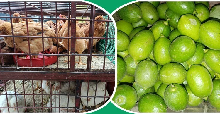 রোজার আাগে চড়া মুরগি ও লেবুর বাজার