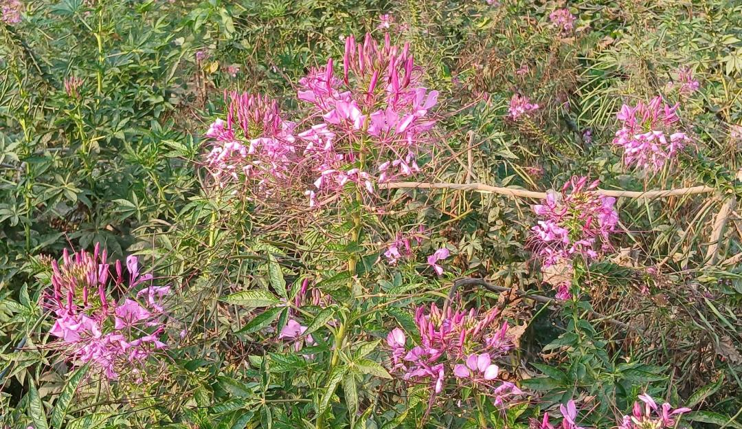 হাকালুকি হাওরের বুনো ফুল—প্রকৃতির নীরব সৌন্দর্যের জীবন্ত ভাষা
