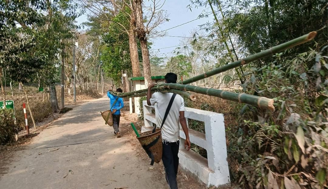 মৌলভীবাজারের চা বাগানে ভোটের দিনে বাস্তবতার দ্বৈত দৃশ্য
