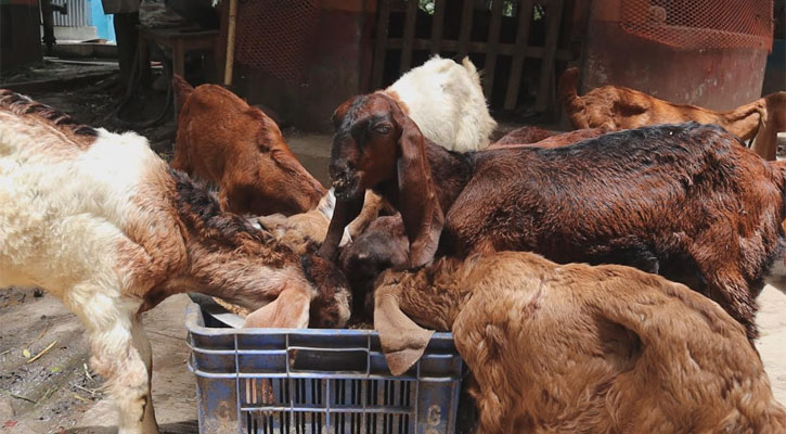 জামায়াত নেতার খামার থেকে ৪০টি ছাগল লুট