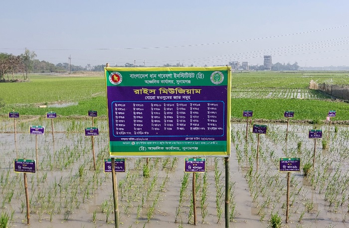 সুনামগঞ্জে এক জমিতেই ৫১ টি জাতের ধান চাষ