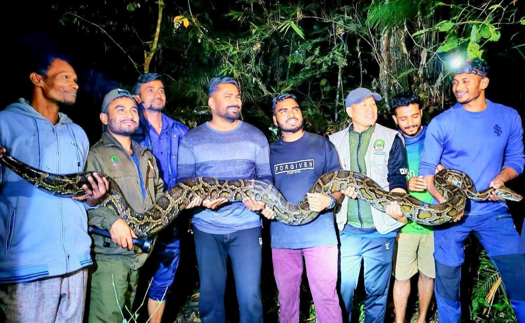 মধ্যরাতে কমলগঞ্জে বসতবাড়ি থেকে ১৪ ফুট লম্বা অজগর উদ্ধার, লাউয়াছড়ায় অবমুক্ত