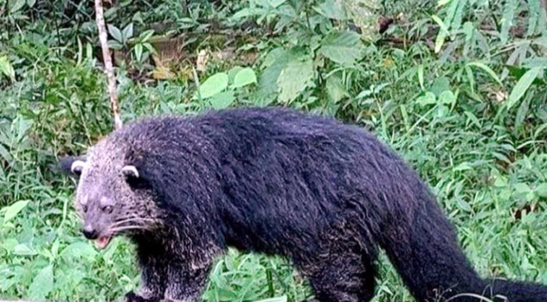 সিলেটে বন দখল ও বন্যপ্রাণীর সংকট: ছায়া অর্থনীতি, আইনের ফাঁক ও অনিশ্চিত ভবিষ্যৎ