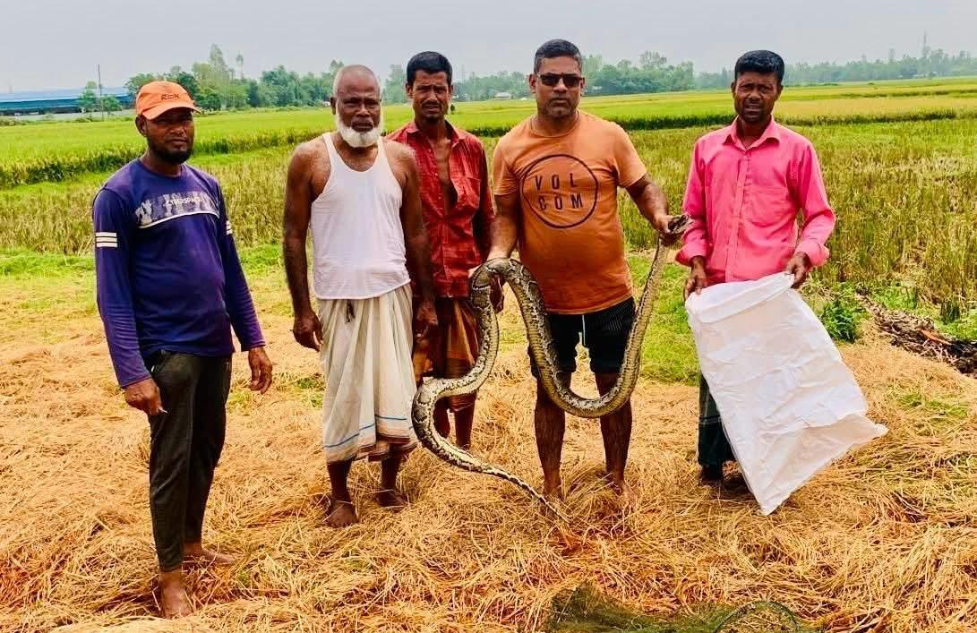 শ্রীমঙ্গলে হাইল হাওরে জালে ধরা বিশালাকৃতির অজগর উদ্ধার, বনাঞ্চল ধ্বংসে লোকালয়ে বন্যপ্রাণীর আগমন বৃদ্ধি