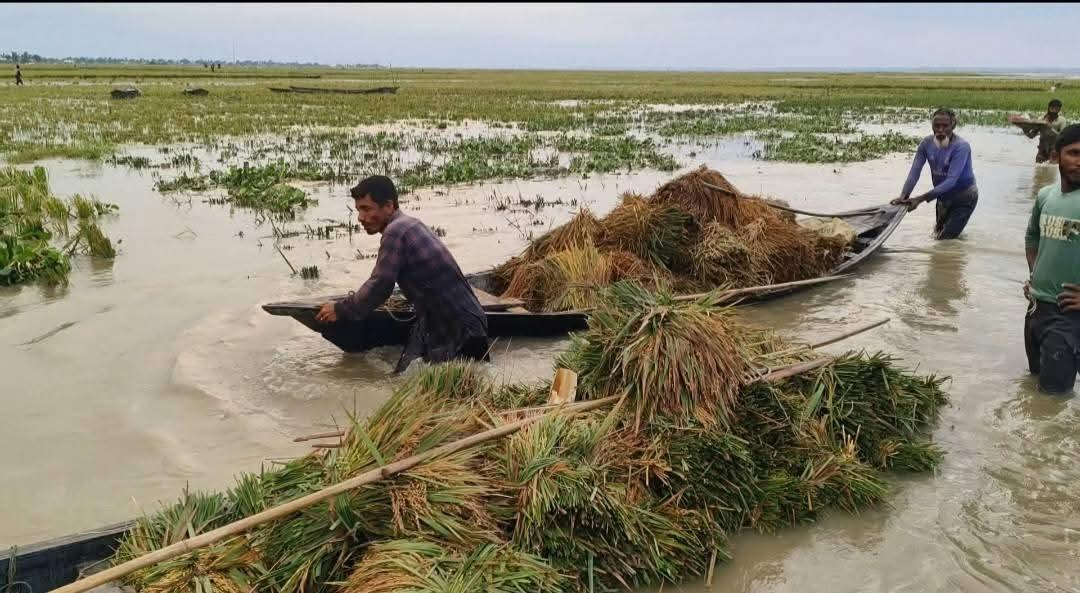 হাওরের বুকজুড়ে দুঃসহ ঋতু: অকাল বন্যা, বজ্রপাত আর বেঁচে থাকার লড়াই