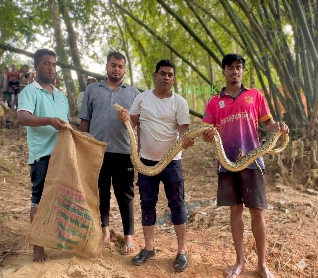 শ্রীমঙ্গলে বাঁশঝোপ থেকে অজগর সাপ উদ্ধার