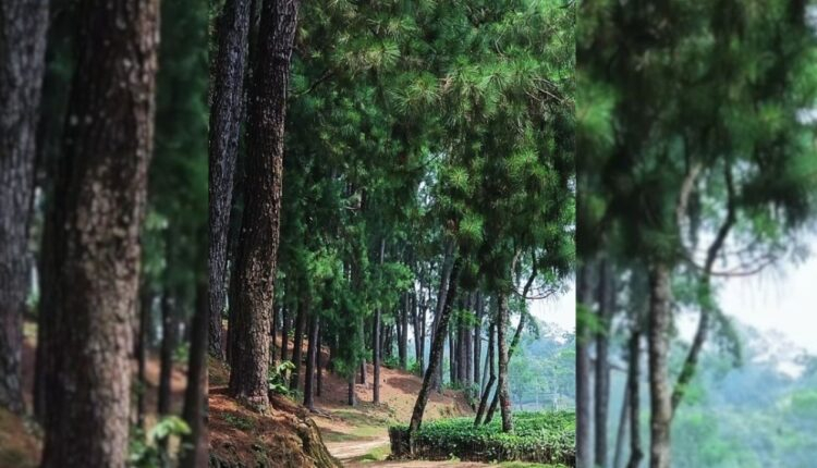 শ্রীমঙ্গলের পাহাড়ি পথে নতুন আকর্ষণ ‘পাইন বন’