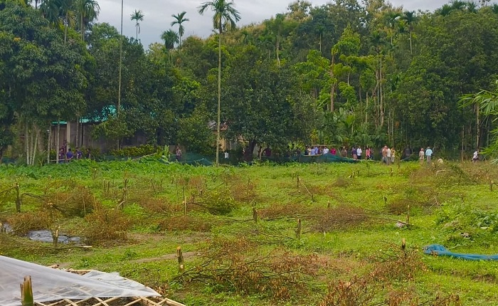 মৌলভীবাজারে ১২০০ কমলা গাছ কর্তন: ঘটনাস্থল পরিদর্শনে তদন্ত কমিটি