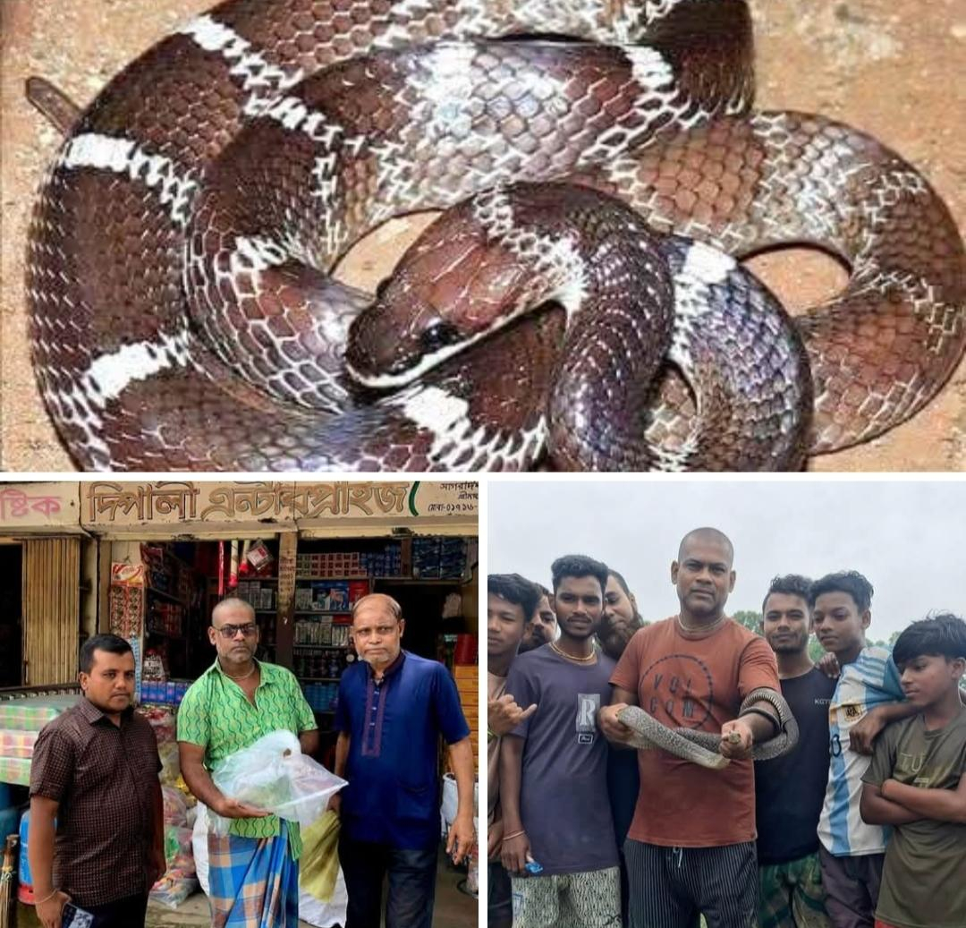 শ্রীমঙ্গলে পৃথক দুই স্থান থেকে উদ্ধার দুই সাপ, একটি পিটিয়ে হত্যা