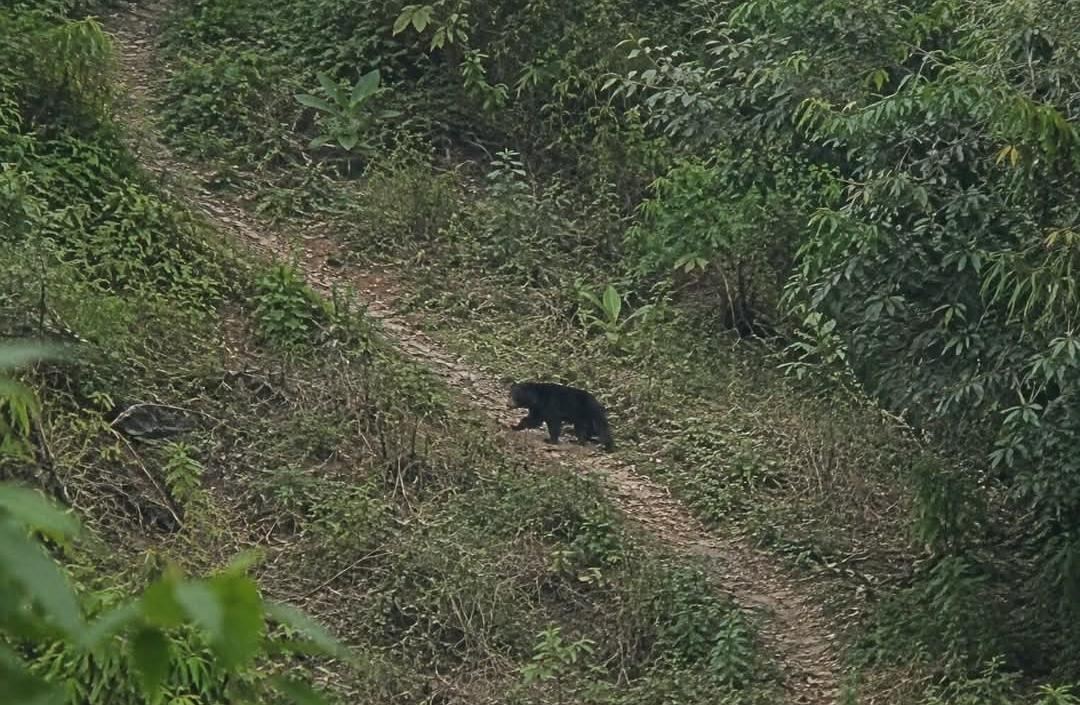 বড়লেখার পাথারিয়া পাহাড়ে কি তবে ভাল্লুকও আছে?