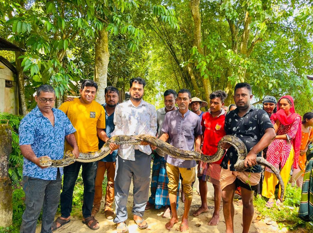 শ্রীমঙ্গলে খামারে ঢুকে পড়া বিশাল অজগর উদ্ধার, বাড়ছে সাপের আতঙ্ক