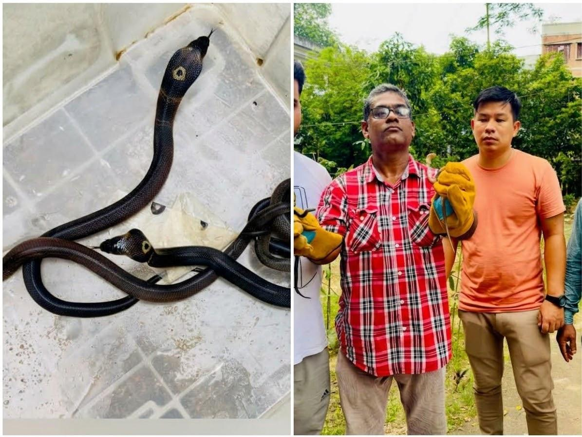 কমলগঞ্জে সিঁড়ির নিচে পাঁচ মনোক্লেড কোবরা, আতঙ্কে পরিবার