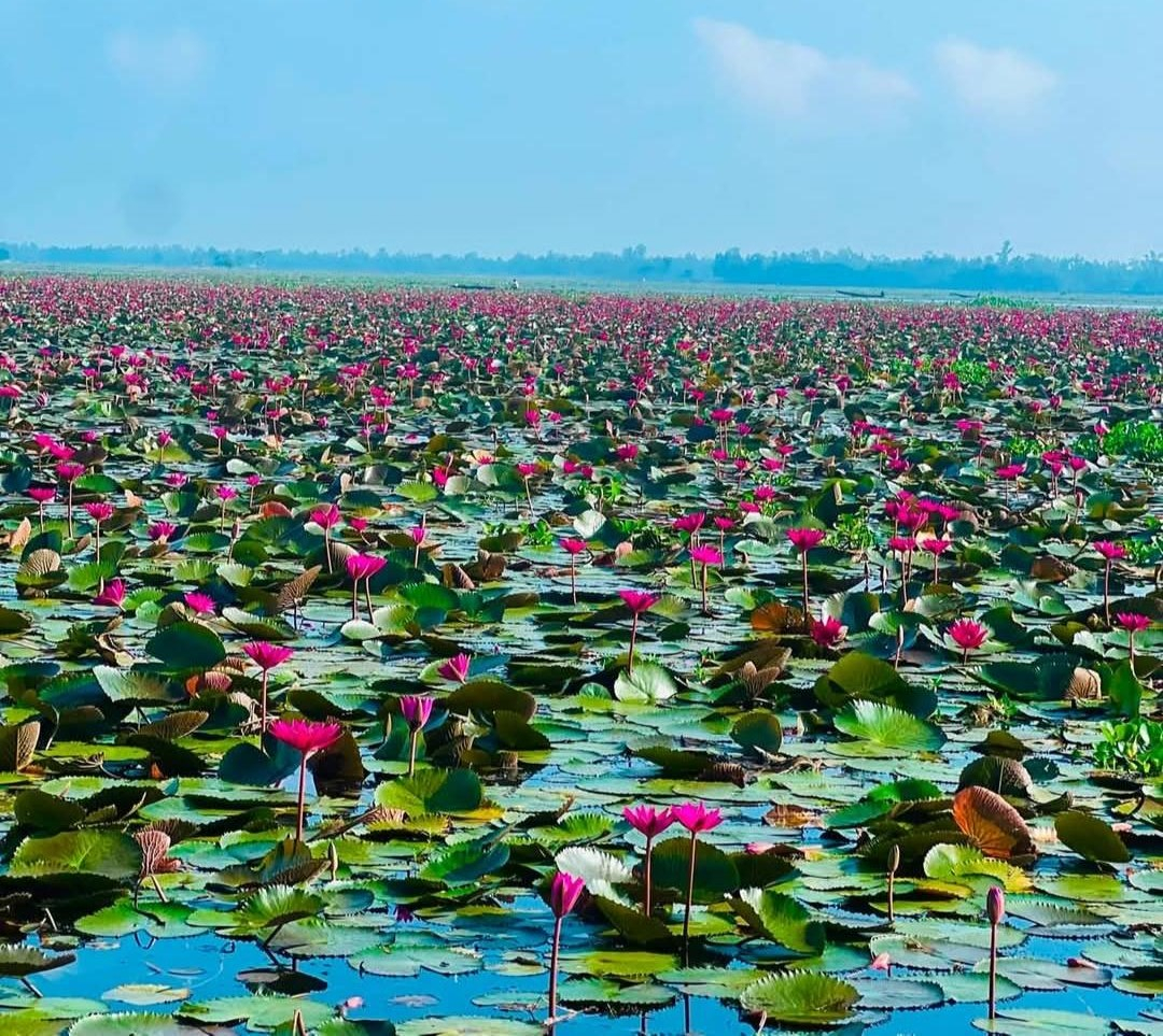 শ্রীমঙ্গলের হাইল হাওরে লাল শাপলার মেলা, প্রকৃতির টানে বাড়ছে পর্যটকের ভিড়