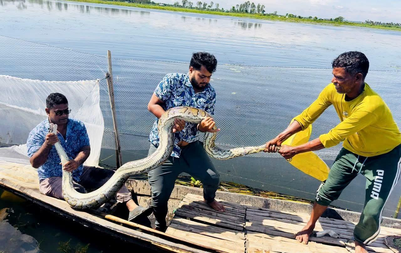 শ্রীমঙ্গলে মাছ ধরার জালে পেঁচিয়ে মৃত্যুর মুখে অজগর, দুই ঘণ্টার চেষ্টায় মিলল মুক্তি