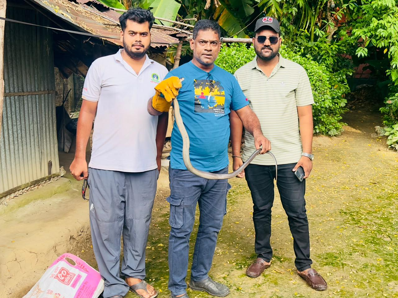 শ্রীমঙ্গলে চা শ্রমিক কলোনির বসতঘরে ঢুকে পড়া পদ্ম গোখরা উদ্ধার