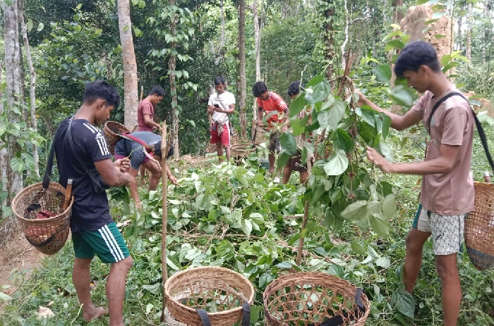  খাসিয়া পুঞ্জির আট হাজার পানগাছ কাটলো কারা?