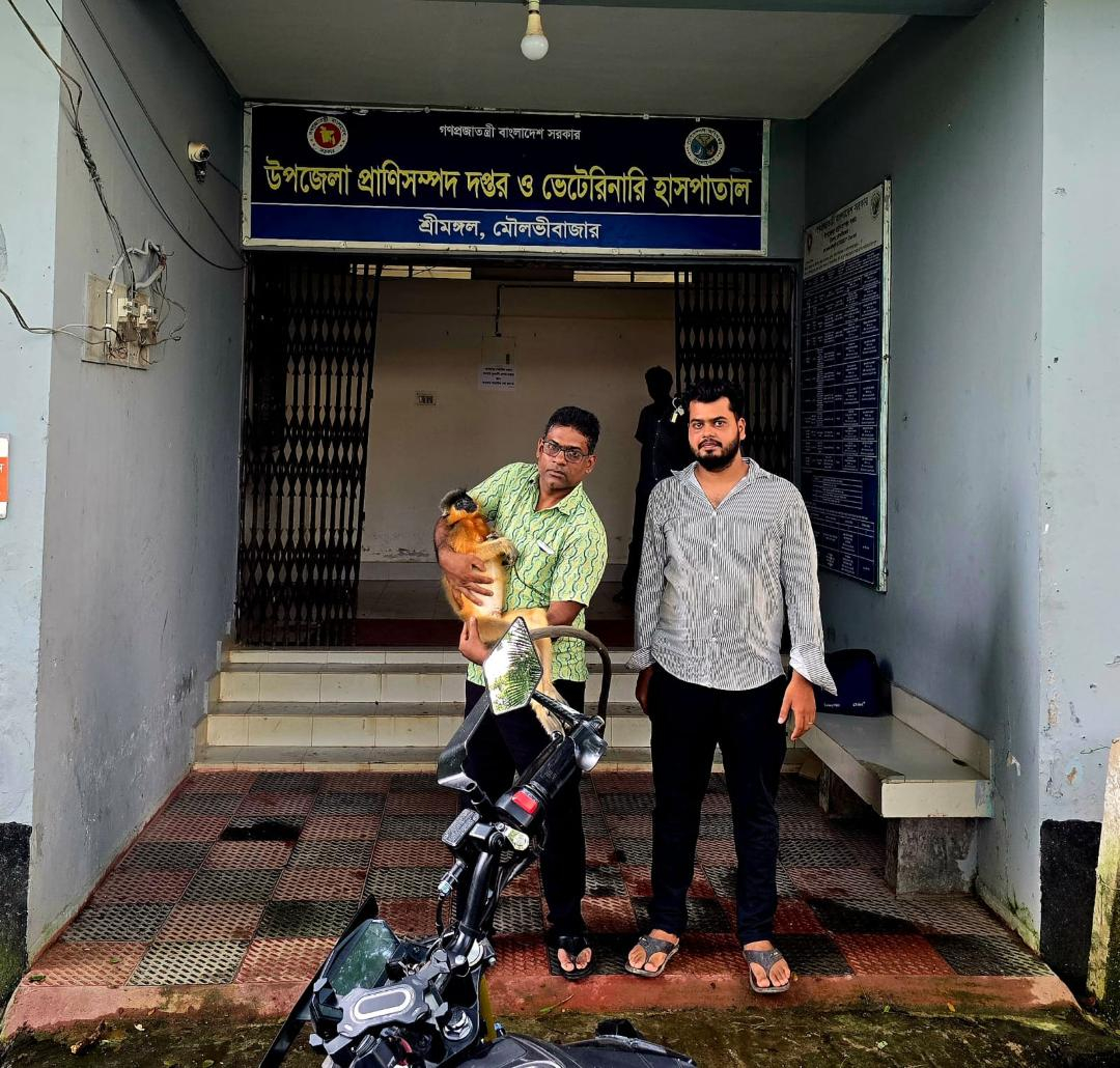 শ্রীমঙ্গলে  বিদ্যুতের তারে স্পৃষ্ট হয়ে সোনালি হনুমানের মৃত্যু