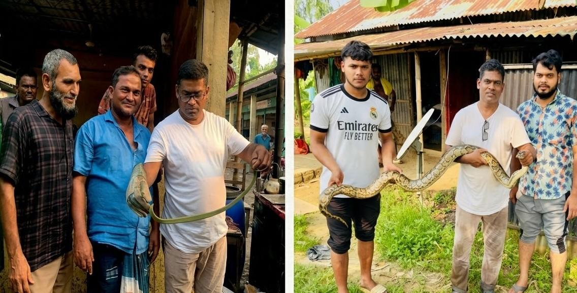শ্রীমঙ্গলে দুই দিনে উদ্ধার অজগর ও সবুজ ফণিমনসা
