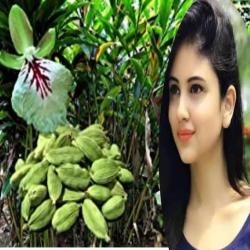 ব্লাড প্রেসার নিয়ন্ত্রণে রাখবে এলাচ, খেতে হবে যেভাবে