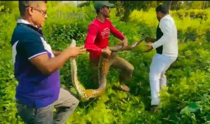 শ্রীমঙ্গলে দেওয়ালের উপর থেকে ২০ কেজি ওজনের অজগর উদ্ধার