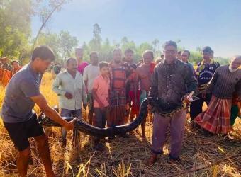 খাদ্যের সন্ধানে পাঁচটি অজগর লোকালয়ে: সাধারণ মানুষ আতঙ্কে