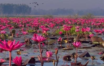 শাপলার লালিমায় জেগে ওঠা শ্রীমঙ্গলের হাইল হাওর, লাল গালিচার রাজ্যে পর্যটকের ঢল