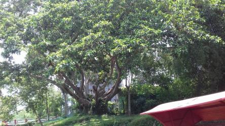 মুক্তিযুদ্ধে শ্রীমঙ্গল: ৪ ডিসেম্বর মুক্ত দিবস