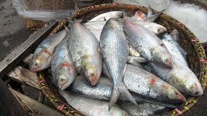 ইলিশের দাম নাগালে আসবে যেভাবে, জানালেন মৎস্যমন্ত্রী