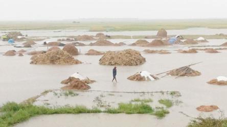  জগন্নাথপুরে বৃষ্টিতে ডুবছে পাকা ধান, হাওরজুড়ে হাহাকার