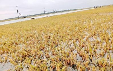  দিরাইয়ে পাকা ধানের জমি প্লাবিত, বিপাকে কৃষক