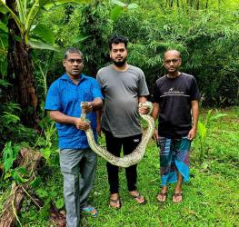শ্রীমঙ্গলে গোয়ালঘরে ঢুকে মুরগি খাওয়া বিশাল অজগর উদ্ধার