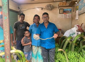 শ্রীমঙ্গলে কলার ছড়ির ভেতর খয়েরী ফণিমনসা সাপ