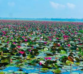 শ্রীমঙ্গলের হাইল হাওরে লাল শাপলার মেলা, প্রকৃতির টানে বাড়ছে পর্যটকের ভিড়